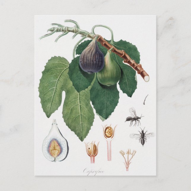 Vintage botanische Illustration Postkarte (Vorderseite)