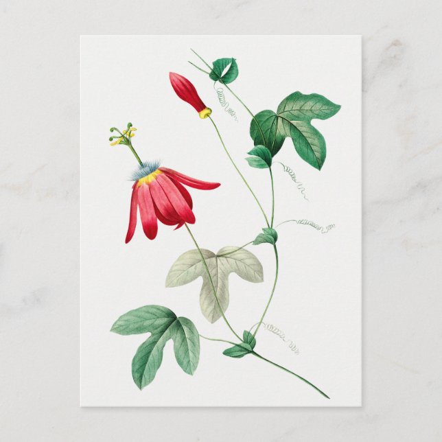 Vintage botanische Illustration Postkarte (Vorderseite)