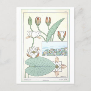 Vintage botanische Illustration Postkarte