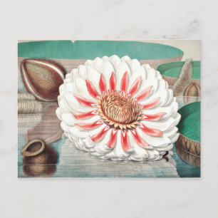 Vintage botanische Illustration Postkarte