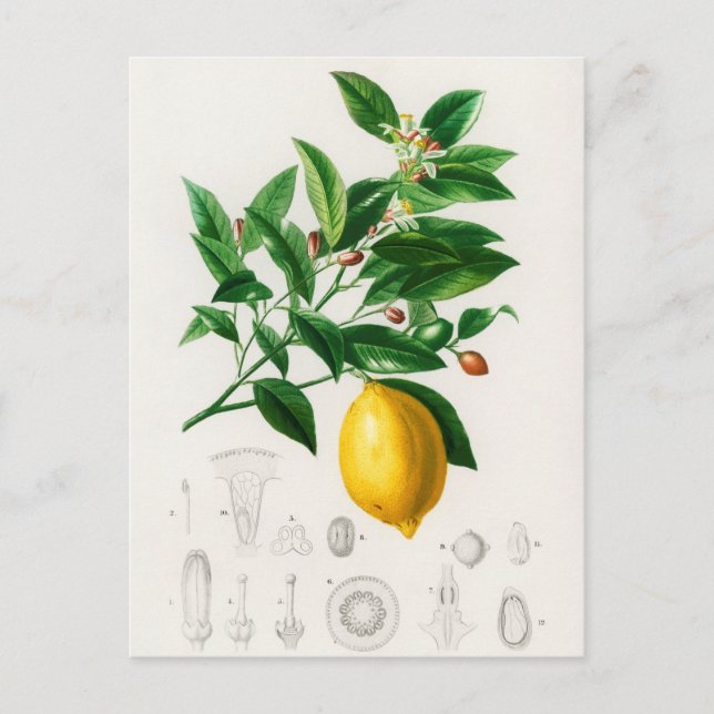Vintage botanische Illustration Postkarte (Vorderseite)