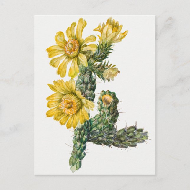 Vintage botanische Illustration Postkarte (Vorderseite)