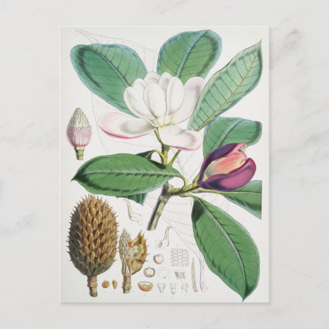 Vintage botanische Illustration Postkarte (Vorderseite)