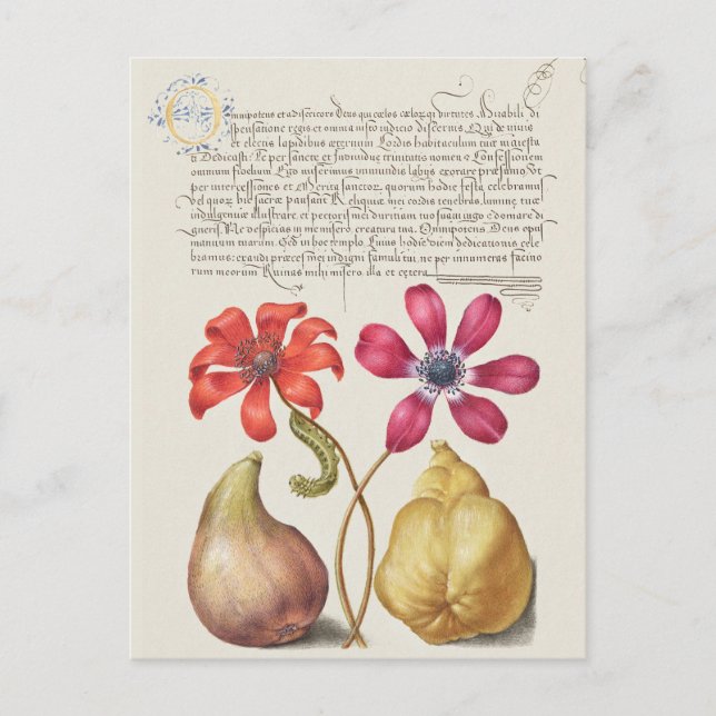 Vintage botanische Illustration Postkarte (Vorderseite)