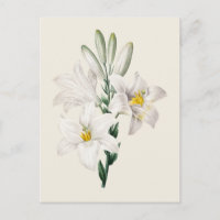Vintage Botanische Illustration