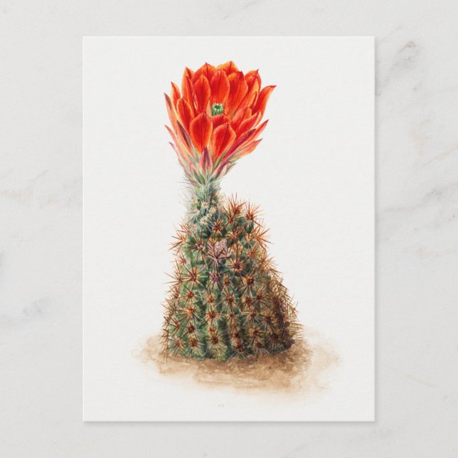 Vintage botanische Illustration Postkarte (Vorderseite)