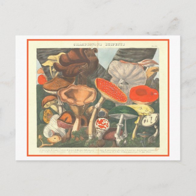 Vintage botanische Illustration "Suspect Mushrooms Postkarte (Vorderseite)