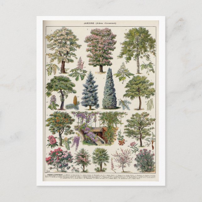Vintage botanische Illustration von Bäumen Postkarte (Vorderseite)