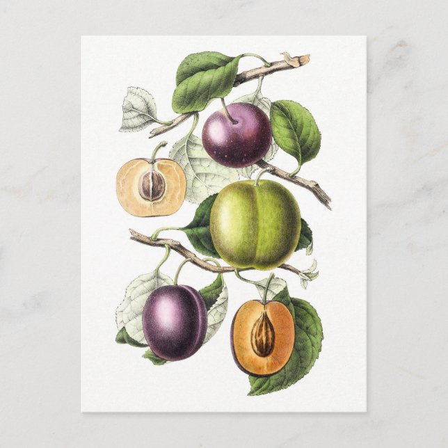 Vintage botanische Illustration von Pflaumen Postkarte (Vorderseite)