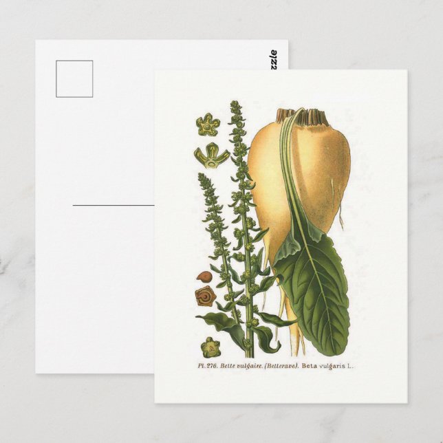 Vintage botanische Illustration von Zuckerrüben Postkarte (Vorne/Hinten)