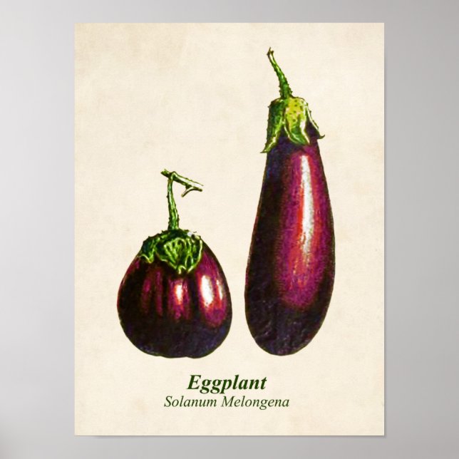 Vintage botanische Illustration, Zahnbäume Poster (Vorne)