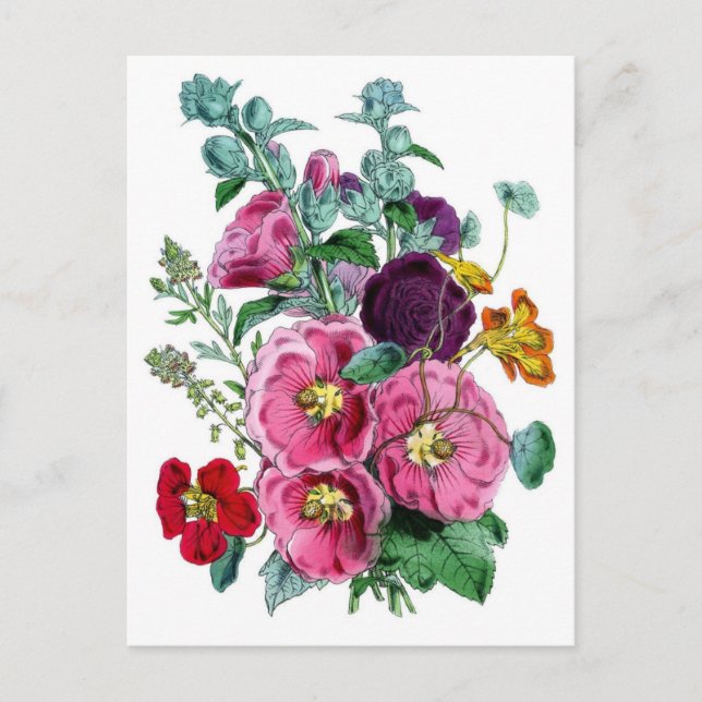 Vintage botanische Illustrationen Hollyhocks Postkarte (Vorderseite)