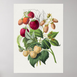 Vintage Botanische Illustrationsposter Poster