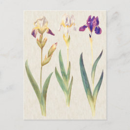 Vintage botanische Iris-Illustration Postkarte