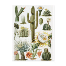 Vintage botanische Kaktus-Illustration Postkarte