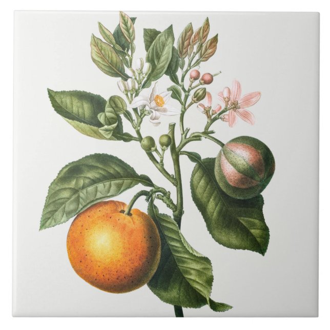 Vintage botanische Keramik Fliese (Vorderseite)