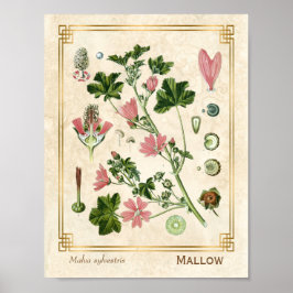 Vintage botanische Kräuterrosa Blume Poster
