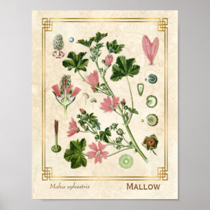 Vintage Botanische Kräuterrosa Sauce Blume Poster