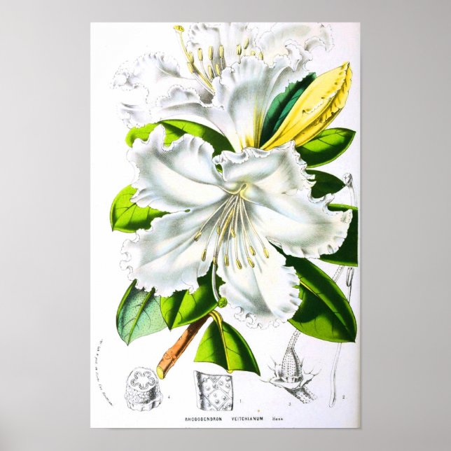Vintage botanische Kunst Poster (Vorne)