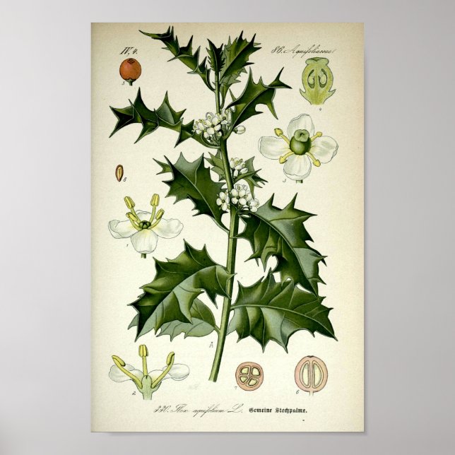 Vintage botanische Kunst Poster (Vorne)