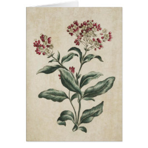 Vintage botanische Laurestina-Illustration