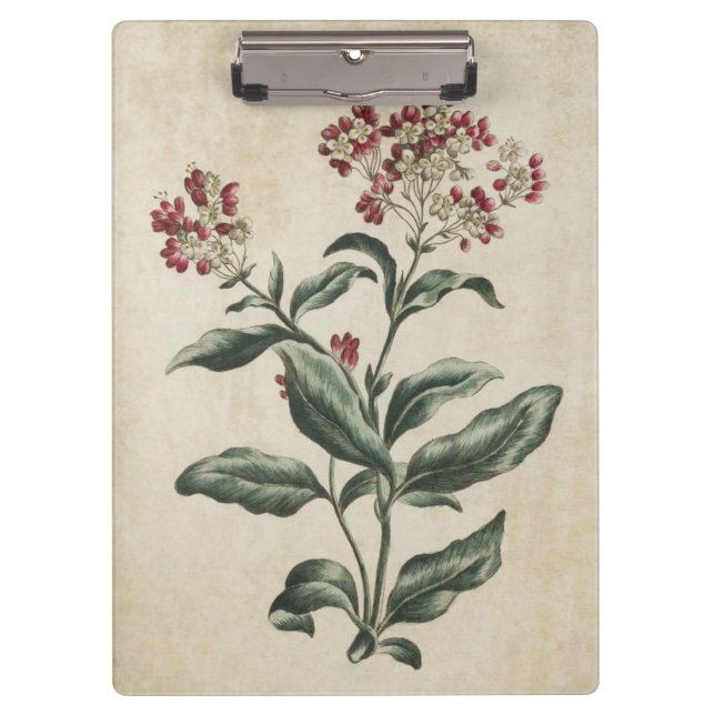 Vintage botanische Laurestina-Illustration Klemmbrett (Vorderseite)