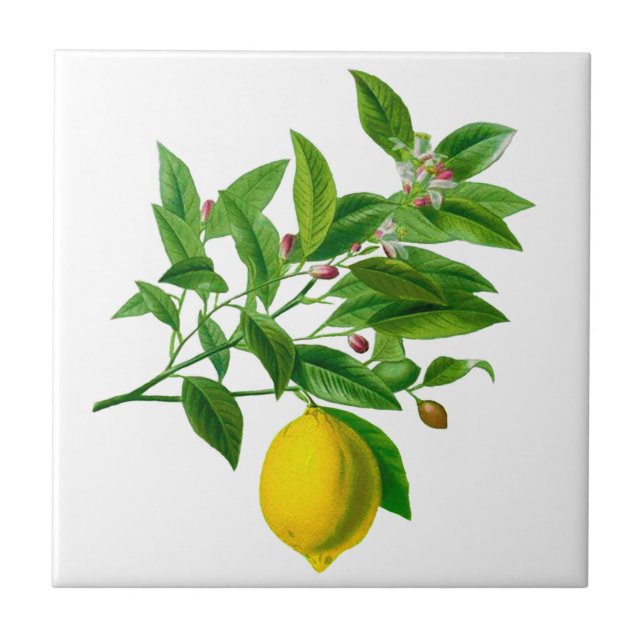 Vintage botanische Lemon Illustration Keramik Tile Fliese (Vorderseite)