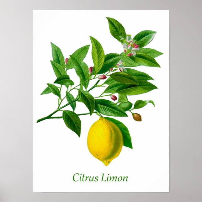 Vintage botanische Lemon-Illustration Poster (Vorne)