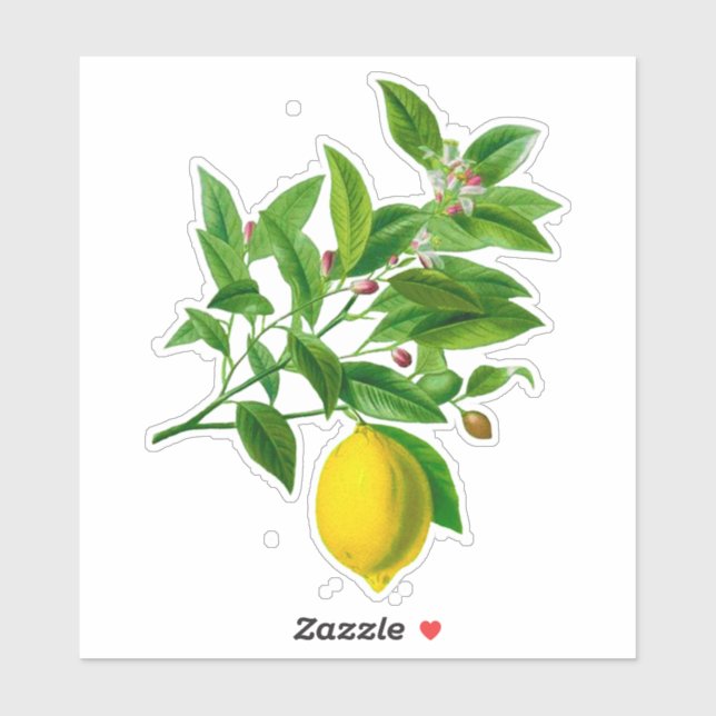 Vintage botanische Lemonenausdruck Aufkleber (Blatt)