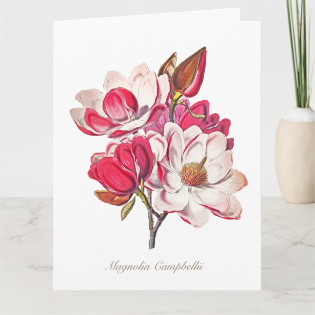 Vintage botanische Magnolia Rosa Blume Karte (Vorderseite)