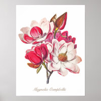 Vintage botanische Magnolia Rosa Blume