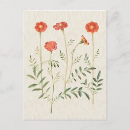 Vintage Botanische MarigoldIllustration Postkarte