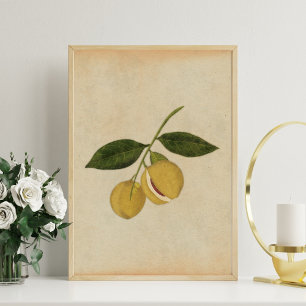 Vintage botanische Muskatnuss-Illustration Poster