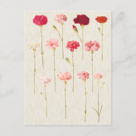 Vintage botanische Nelkenbildung Postkarte
