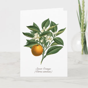Vintage botanische Orangenfruchtblossom-Blätter Karte
