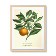 Vintage botanische Orangenfruchtblossom-Blätter
