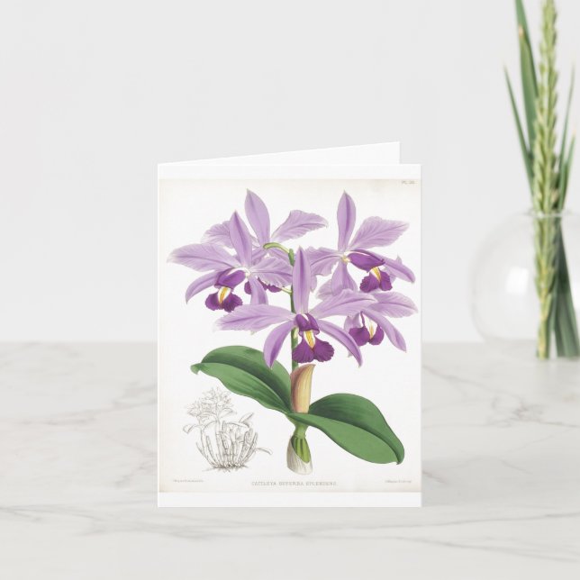 Vintage Botanische Orchideenkarte Karte (Vorderseite)