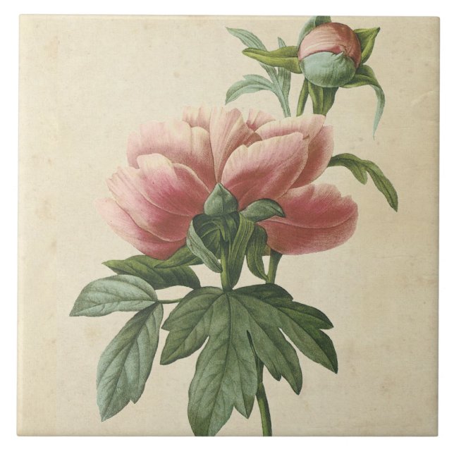 Vintage botanische Peonie Fliese (Vorderseite)