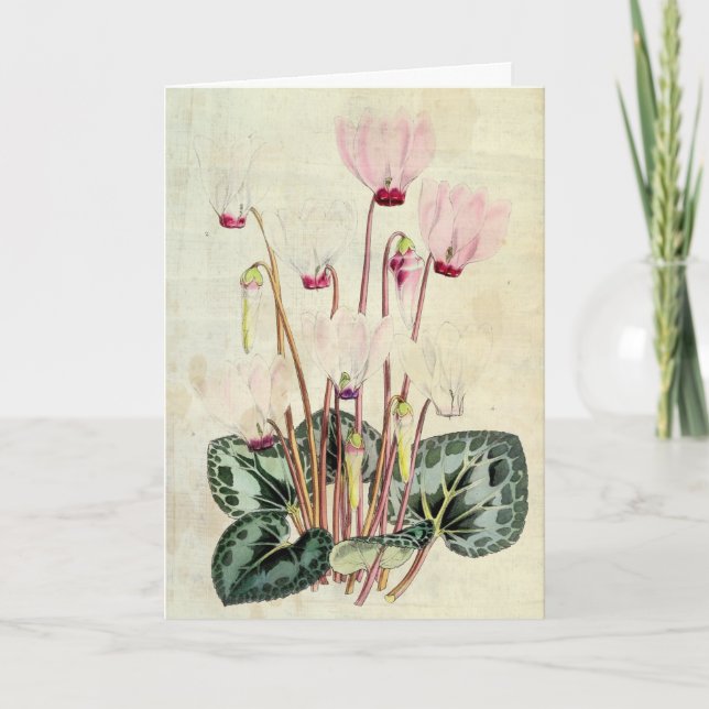 Vintage botanische Persische Kyklamen Karte (Vorderseite)