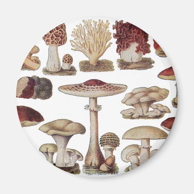 Vintage botanische Pilze Magnet (Vorne)