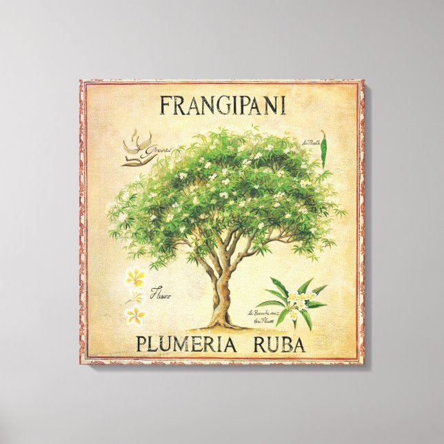 Vintage Botanische Plumeria Locarno Leinwanddruck (Vorderseite)