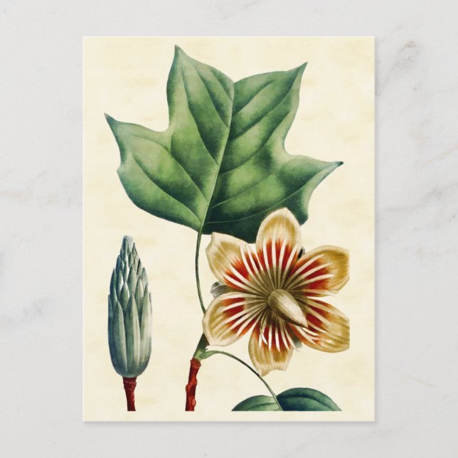 Vintage botanische Poplar Tulip Tree Illustration Postkarte (Vorderseite)