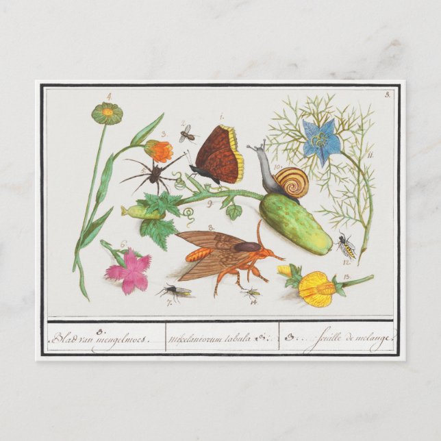 Vintage botanische Postkarte mit Schmetterling und (Vorderseite)