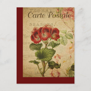 Vintage botanische Postkarte Pelargonium