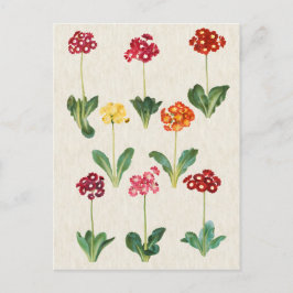 Vintage botanische Primrose-Illustration Postkarte