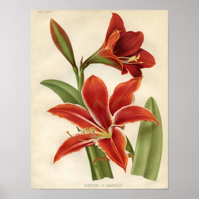 Vintage botanische Printwerbung - Amaryllis Poster (Vorne)