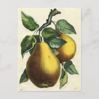 Vintage botanische Printwerbung - Birnen Postkarte