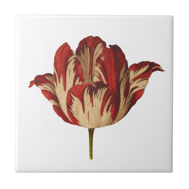 Vintage botanische Rembrant Tulpe-Keramik-Fliese Fliese (Vorderseite)
