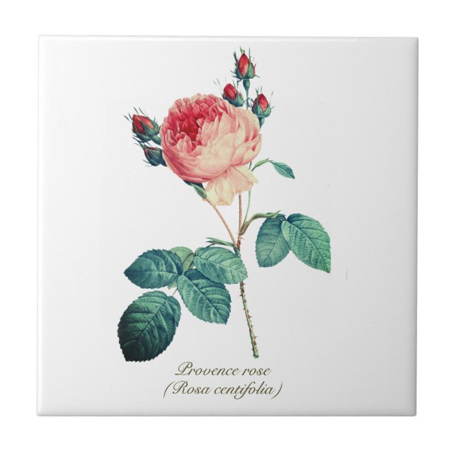 Vintage botanische Rosa Provence Rose Fliese (Vorderseite)