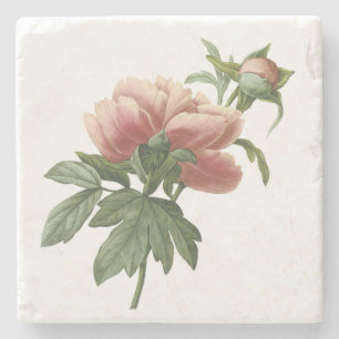 Vintage botanische rosa Rose Steinuntersetzer